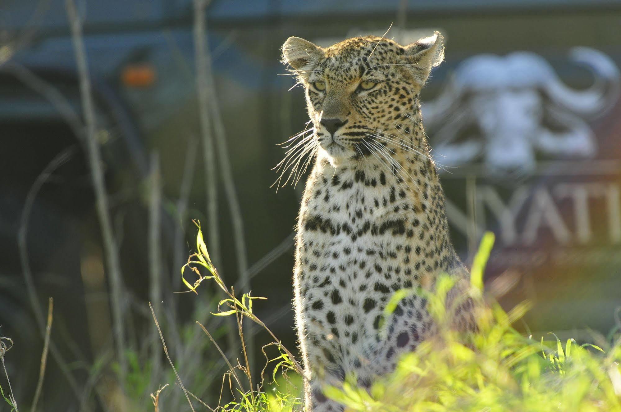 Inyati Game Lodge Metsi Exteriör bild