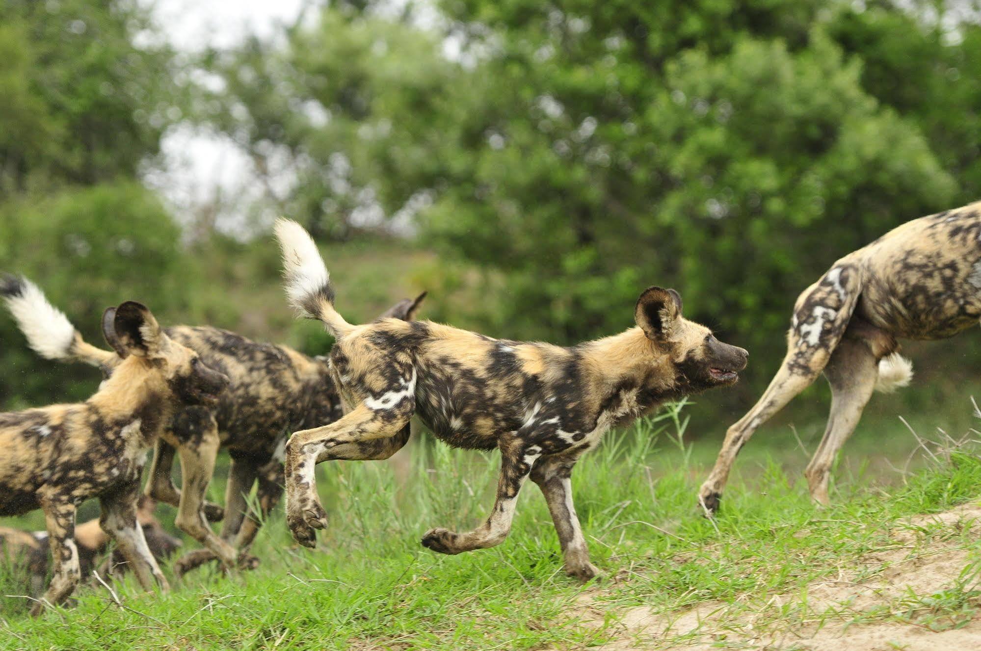 Inyati Game Lodge Metsi Exteriör bild