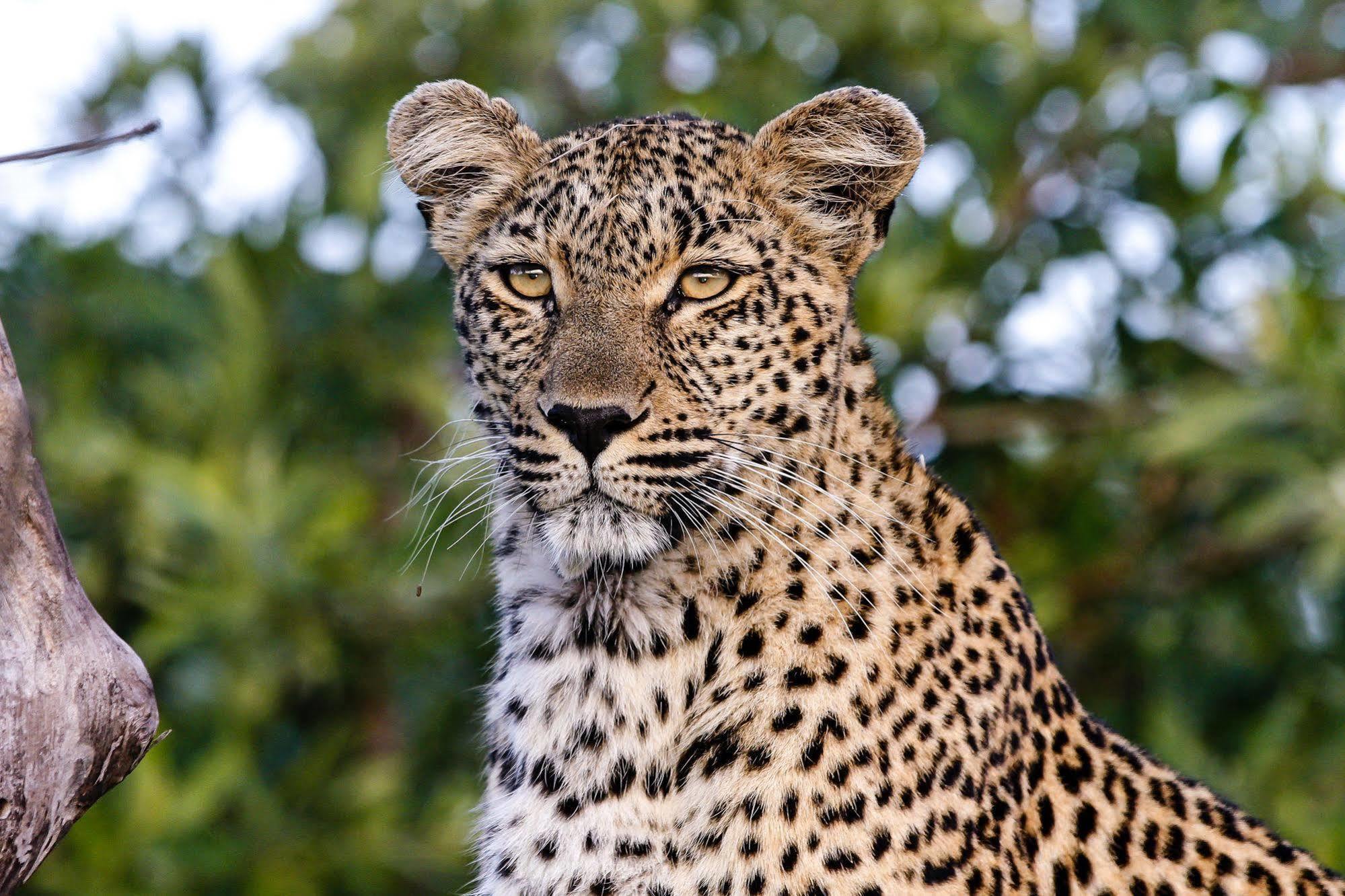 Inyati Game Lodge Metsi Exteriör bild